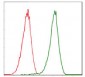 CDK2 Antibody